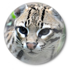 Значок с принтом Дикая кошка в Екатеринбурге,  металл | круглая форма, металлическая застежка в виде булавки | амурский | животные | киса | кот | котенок | кошка | лев | львица | пума | рысь | серый | тигр | хищник