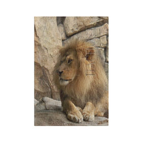 Обложка для паспорта матовая кожа с принтом Лев в Екатеринбурге, натуральная матовая кожа | размер 19,3 х 13,7 см; прозрачные пластиковые крепления | амурский | животные | киса | кот | котенок | кошка | лев | львица | пума | рысь | серый | тигр | хищник