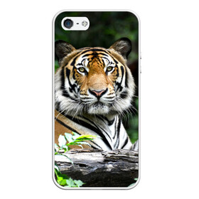 Чехол для iPhone 5/5S матовый с принтом Тигр в джунглях в Екатеринбурге, Силикон | Область печати: задняя сторона чехла, без боковых панелей | амурский | животные | зверь | киса | кот | котенок | кошка | тигр | хищник