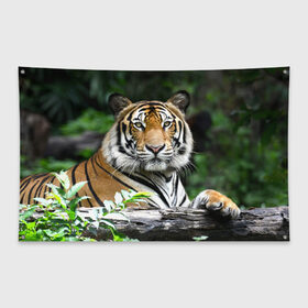 Флаг-баннер с принтом Тигр в джунглях в Екатеринбурге, 100% полиэстер | размер 67 х 109 см, плотность ткани — 95 г/м2; по краям флага есть четыре люверса для крепления | амурский | животные | зверь | киса | кот | котенок | кошка | тигр | хищник