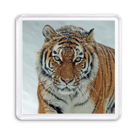 Магнит 55*55 с принтом Тигр в Екатеринбурге, Пластик | Размер: 65*65 мм; Размер печати: 55*55 мм | амурский | животные | зверь | киса | кот | котенок | кошка | тигр | хищник