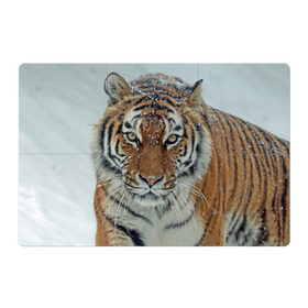 Магнитный плакат 3Х2 с принтом Тигр в Екатеринбурге, Полимерный материал с магнитным слоем | 6 деталей размером 9*9 см | Тематика изображения на принте: амурский | животные | зверь | киса | кот | котенок | кошка | тигр | хищник