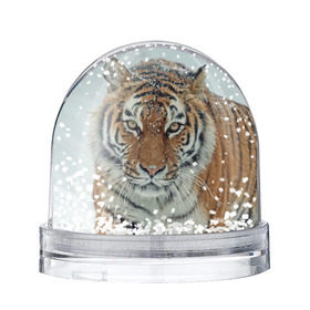 Снежный шар с принтом Тигр в Екатеринбурге, Пластик | Изображение внутри шара печатается на глянцевой фотобумаге с двух сторон | амурский | животные | зверь | киса | кот | котенок | кошка | тигр | хищник