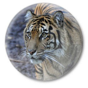Значок с принтом Тигр в Екатеринбурге,  металл | круглая форма, металлическая застежка в виде булавки | амурский | животные | зверь | киса | кот | котенок | кошка | тигр | хищник