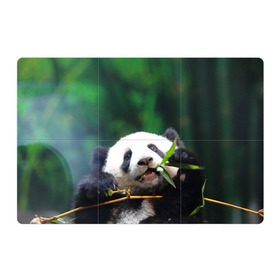 Магнитный плакат 3Х2 с принтом Панда на ветке в Екатеринбурге, Полимерный материал с магнитным слоем | 6 деталей размером 9*9 см | животные | лес | медведь | медвежонок | панда | природа