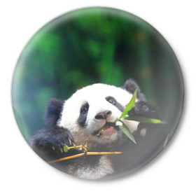 Значок с принтом Панда на ветке в Екатеринбурге,  металл | круглая форма, металлическая застежка в виде булавки | Тематика изображения на принте: животные | лес | медведь | медвежонок | панда | природа