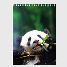 Скетчбук с принтом Панда на ветке в Екатеринбурге, 100% бумага
 | 48 листов, плотность листов — 100 г/м2, плотность картонной обложки — 250 г/м2. Листы скреплены сверху удобной пружинной спиралью | животные | лес | медведь | медвежонок | панда | природа