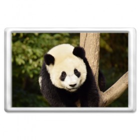 Магнит 45*70 с принтом Панда на дереве в Екатеринбурге, Пластик | Размер: 78*52 мм; Размер печати: 70*45 | животные | лес | медведь | медвежонок | панда | природа