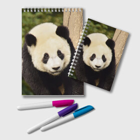 Блокнот с принтом Панда на дереве в Екатеринбурге, 100% бумага | 48 листов, плотность листов — 60 г/м2, плотность картонной обложки — 250 г/м2. Листы скреплены удобной пружинной спиралью. Цвет линий — светло-серый
 | Тематика изображения на принте: животные | лес | медведь | медвежонок | панда | природа