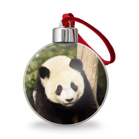 Ёлочный шар с принтом Панда на дереве в Екатеринбурге, Пластик | Диаметр: 77 мм | Тематика изображения на принте: животные | лес | медведь | медвежонок | панда | природа