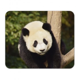 Коврик прямоугольный с принтом Панда на дереве в Екатеринбурге, натуральный каучук | размер 230 х 185 мм; запечатка лицевой стороны | животные | лес | медведь | медвежонок | панда | природа