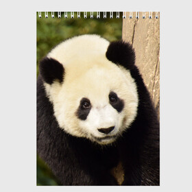 Скетчбук с принтом Панда на дереве в Екатеринбурге, 100% бумага
 | 48 листов, плотность листов — 100 г/м2, плотность картонной обложки — 250 г/м2. Листы скреплены сверху удобной пружинной спиралью | животные | лес | медведь | медвежонок | панда | природа