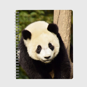 Тетрадь с принтом Панда на дереве в Екатеринбурге, 100% бумага | 48 листов, плотность листов — 60 г/м2, плотность картонной обложки — 250 г/м2. Листы скреплены сбоку удобной пружинной спиралью. Уголки страниц и обложки скругленные. Цвет линий — светло-серый
 | Тематика изображения на принте: животные | лес | медведь | медвежонок | панда | природа