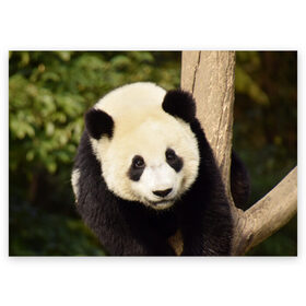 Поздравительная открытка с принтом Панда на дереве в Екатеринбурге, 100% бумага | плотность бумаги 280 г/м2, матовая, на обратной стороне линовка и место для марки
 | Тематика изображения на принте: животные | лес | медведь | медвежонок | панда | природа
