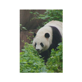 Обложка для паспорта матовая кожа с принтом Панда в лесу в Екатеринбурге, натуральная матовая кожа | размер 19,3 х 13,7 см; прозрачные пластиковые крепления | животные | лес | медведь | медвежонок | панда | природа