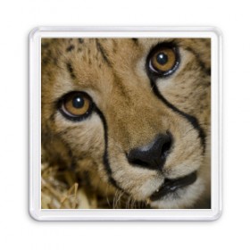 Магнит 55*55 с принтом Гепард в Екатеринбурге, Пластик | Размер: 65*65 мм; Размер печати: 55*55 мм | амурский | гепард | животные | зверь | киса | кот | котенок | кошка | лев | леопард | пума | рысь | серый | тигр | тигренок | хищник