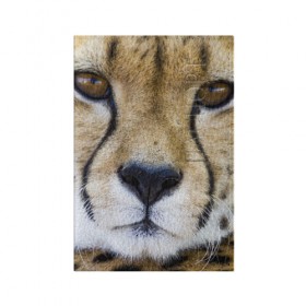 Обложка для паспорта матовая кожа с принтом Гепард в Екатеринбурге, натуральная матовая кожа | размер 19,3 х 13,7 см; прозрачные пластиковые крепления | амурский | гепард | животные | зверь | киса | кот | котенок | кошка | лев | леопард | пума | рысь | серый | тигр | тигренок | хищник