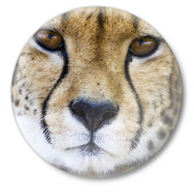 Значок с принтом Гепард в Екатеринбурге,  металл | круглая форма, металлическая застежка в виде булавки | амурский | гепард | животные | зверь | киса | кот | котенок | кошка | лев | леопард | пума | рысь | серый | тигр | тигренок | хищник