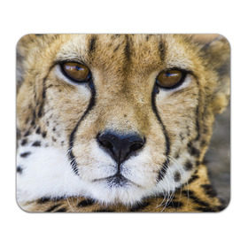 Коврик прямоугольный с принтом Гепард в Екатеринбурге, натуральный каучук | размер 230 х 185 мм; запечатка лицевой стороны | Тематика изображения на принте: амурский | гепард | животные | зверь | киса | кот | котенок | кошка | лев | леопард | пума | рысь | серый | тигр | тигренок | хищник