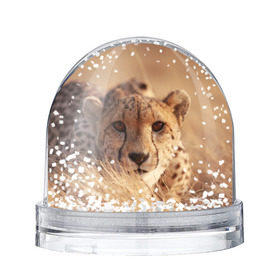 Снежный шар с принтом Гепард в Екатеринбурге, Пластик | Изображение внутри шара печатается на глянцевой фотобумаге с двух сторон | амурский | гепард | животные | зверь | киса | кот | котенок | кошка | лев | леопард | пума | рысь | серый | тигр | тигренок | хищник