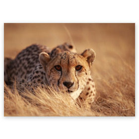 Поздравительная открытка с принтом Гепард в Екатеринбурге, 100% бумага | плотность бумаги 280 г/м2, матовая, на обратной стороне линовка и место для марки
 | Тематика изображения на принте: амурский | гепард | животные | зверь | киса | кот | котенок | кошка | лев | леопард | пума | рысь | серый | тигр | тигренок | хищник