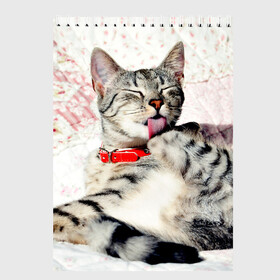 Скетчбук с принтом Кошка в Екатеринбурге, 100% бумага
 | 48 листов, плотность листов — 100 г/м2, плотность картонной обложки — 250 г/м2. Листы скреплены сверху удобной пружинной спиралью | Тематика изображения на принте: cat | collar | heel | licking | lying | red | striped | кошка | красный | лежит | лижет | ошейник | полосатая | пятка