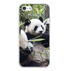 Чехол для iPhone 5/5S матовый с принтом Семейка панд в Екатеринбурге, Силикон | Область печати: задняя сторона чехла, без боковых панелей | бамбук | животное | зверь | косолапый | лес | медведи | медведь | миша | мишка | мишутка | млекопитающее | панда | природа | трое
