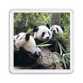 Магнит 55*55 с принтом Семейка панд в Екатеринбурге, Пластик | Размер: 65*65 мм; Размер печати: 55*55 мм | бамбук | животное | зверь | косолапый | лес | медведи | медведь | миша | мишка | мишутка | млекопитающее | панда | природа | трое