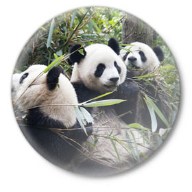 Значок с принтом Семейка панд в Екатеринбурге,  металл | круглая форма, металлическая застежка в виде булавки | бамбук | животное | зверь | косолапый | лес | медведи | медведь | миша | мишка | мишутка | млекопитающее | панда | природа | трое