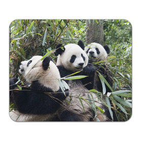 Коврик прямоугольный с принтом Семейка панд в Екатеринбурге, натуральный каучук | размер 230 х 185 мм; запечатка лицевой стороны | бамбук | животное | зверь | косолапый | лес | медведи | медведь | миша | мишка | мишутка | млекопитающее | панда | природа | трое