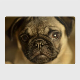Магнитный плакат 3Х2 с принтом Мопс в Екатеринбурге, Полимерный материал с магнитным слоем | 6 деталей размером 9*9 см | бульдог | мопс | мопсик | мопсы | пес | песик | песики | собака | собаки | собачка