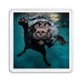 Магнит 55*55 с принтом Пес дайвер в Екатеринбурге, Пластик | Размер: 65*65 мм; Размер печати: 55*55 мм | вода | гребет | дайвер | животное | купается | лапы | нос | пес | плавец | плывет | под водой | прикольный | пузыри | смешной | собака | щенок