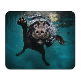 Коврик прямоугольный с принтом Пес дайвер в Екатеринбурге, натуральный каучук | размер 230 х 185 мм; запечатка лицевой стороны | вода | гребет | дайвер | животное | купается | лапы | нос | пес | плавец | плывет | под водой | прикольный | пузыри | смешной | собака | щенок