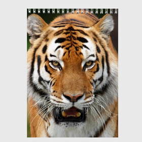 Скетчбук с принтом Тигр в Екатеринбурге, 100% бумага
 | 48 листов, плотность листов — 100 г/м2, плотность картонной обложки — 250 г/м2. Листы скреплены сверху удобной пружинной спиралью | дикая кошка | клыки | кошка | пасть | сафари | тигр | хищник