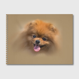 Альбом для рисования с принтом Шпиц в Екатеринбурге, 100% бумага
 | матовая бумага, плотность 200 мг. | Тематика изображения на принте: shpic | животные | мордочка | пёс | рыжий | собака | собачка | язык