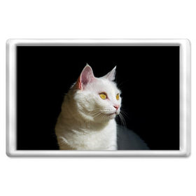 Магнит 45*70 с принтом Белая и пушистая в Екатеринбурге, Пластик | Размер: 78*52 мм; Размер печати: 70*45 | Тематика изображения на принте: белый | взгляд | глаза | киска | кот | котёнок | кошка | пушистый