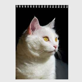 Скетчбук с принтом Белая и пушистая в Екатеринбурге, 100% бумага
 | 48 листов, плотность листов — 100 г/м2, плотность картонной обложки — 250 г/м2. Листы скреплены сверху удобной пружинной спиралью | белый | взгляд | глаза | киска | кот | котёнок | кошка | пушистый