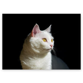 Поздравительная открытка с принтом Белая и пушистая в Екатеринбурге, 100% бумага | плотность бумаги 280 г/м2, матовая, на обратной стороне линовка и место для марки
 | Тематика изображения на принте: белый | взгляд | глаза | киска | кот | котёнок | кошка | пушистый