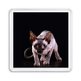 Магнит 55*55 с принтом сфинкс в Екатеринбурге, Пластик | Размер: 65*65 мм; Размер печати: 55*55 мм | cat | голубые глаза | кот | котик | котэ | кошка | сфинкс | черный