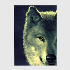Постер с принтом Серый волк в Екатеринбурге, 100% бумага
 | бумага, плотность 150 мг. Матовая, но за счет высокого коэффициента гладкости имеет небольшой блеск и дает на свету блики, но в отличии от глянцевой бумаги не покрыта лаком | аука | бирюк | волк | волчара | волчица | волчок | глаза | животное | животные | зверь | зеленые | койот | млекопитающее | нос | санитар леса | серый | уши | фауна | фон | хищник | черный | шакал | шерсть