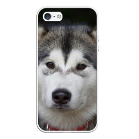 Чехол для iPhone 5/5S матовый с принтом Хаски в Екатеринбурге, Силикон | Область печати: задняя сторона чехла, без боковых панелей | волк | маламут | собака | хаски | щенок