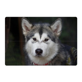 Магнитный плакат 3Х2 с принтом Хаски в Екатеринбурге, Полимерный материал с магнитным слоем | 6 деталей размером 9*9 см | волк | маламут | собака | хаски | щенок