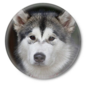 Значок с принтом Хаски в Екатеринбурге,  металл | круглая форма, металлическая застежка в виде булавки | волк | маламут | собака | хаски | щенок