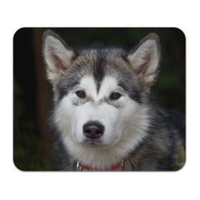Коврик прямоугольный с принтом Хаски в Екатеринбурге, натуральный каучук | размер 230 х 185 мм; запечатка лицевой стороны | волк | маламут | собака | хаски | щенок