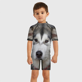 Детский купальный костюм 3D с принтом Хаски в Екатеринбурге, Полиэстер 85%, Спандекс 15% | застежка на молнии на спине | Тематика изображения на принте: волк | маламут | собака | хаски | щенок