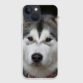 Чехол для iPhone 13 mini с принтом Хаски в Екатеринбурге,  |  | волк | маламут | собака | хаски | щенок