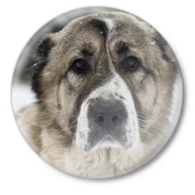 Значок с принтом САО (алабай) в Екатеринбурге,  металл | круглая форма, металлическая застежка в виде булавки | большая огромная | грозная | добрая | друг человека | животное | красивая | милая | пес | породистая собака | породы | прикольная | сао алабай | щенок