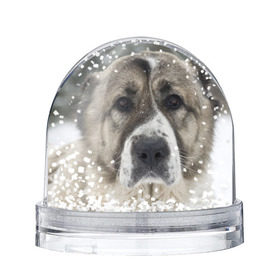 Снежный шар с принтом САО (алабай) в Екатеринбурге, Пластик | Изображение внутри шара печатается на глянцевой фотобумаге с двух сторон | большая огромная | грозная | добрая | друг человека | животное | красивая | милая | пес | породистая собака | породы | прикольная | сао алабай | щенок
