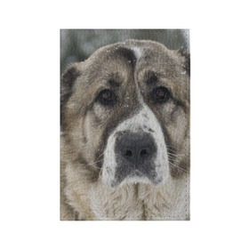 Обложка для паспорта матовая кожа с принтом САО (алабай) в Екатеринбурге, натуральная матовая кожа | размер 19,3 х 13,7 см; прозрачные пластиковые крепления | большая огромная | грозная | добрая | друг человека | животное | красивая | милая | пес | породистая собака | породы | прикольная | сао алабай | щенок