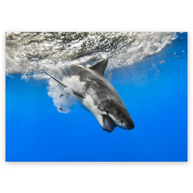 Поздравительная открытка с принтом Акула в Екатеринбурге, 100% бумага | плотность бумаги 280 г/м2, матовая, на обратной стороне линовка и место для марки
 | shark | море | синий | челюсти